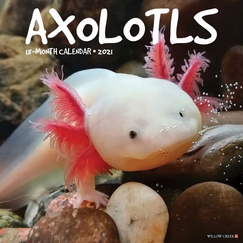 Axolotls Wall Calendar Calendars Com