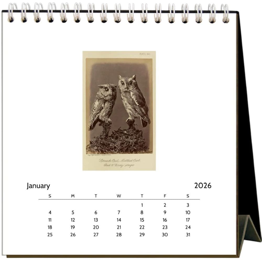 Owls 2026 Easel Desk Calendar Second Alternate Image