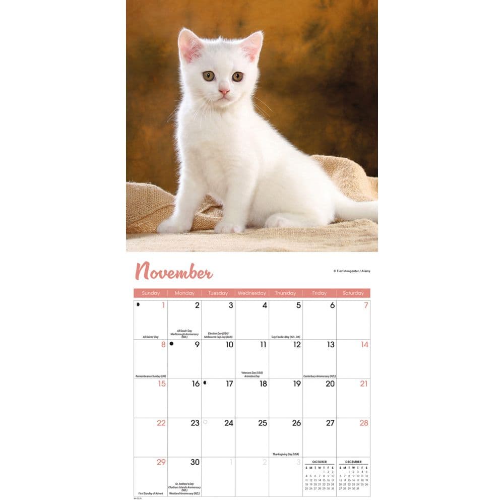 Kittens 2026 Mini Wall Calendar Fourth Alternate Image