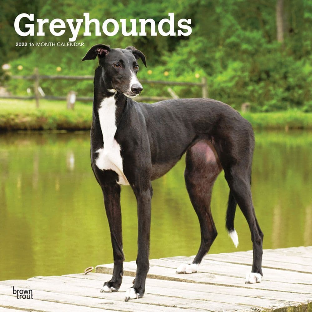 Greyhounds 2022 Wall Calendar