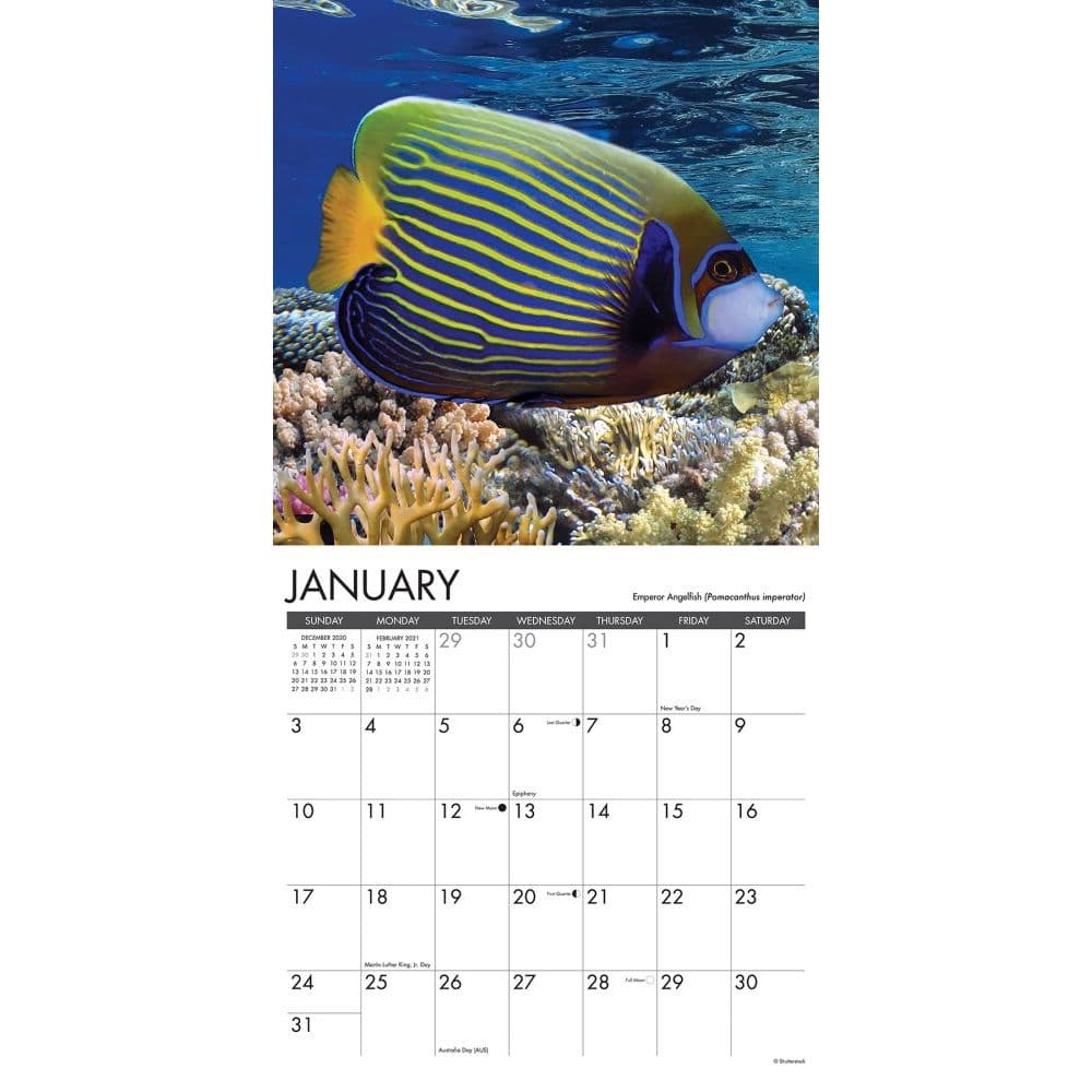 Tropical Fish Wall Calendar