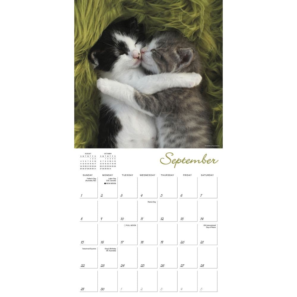 Cat Naps 2024 Wall Calendar Alternate Image 3