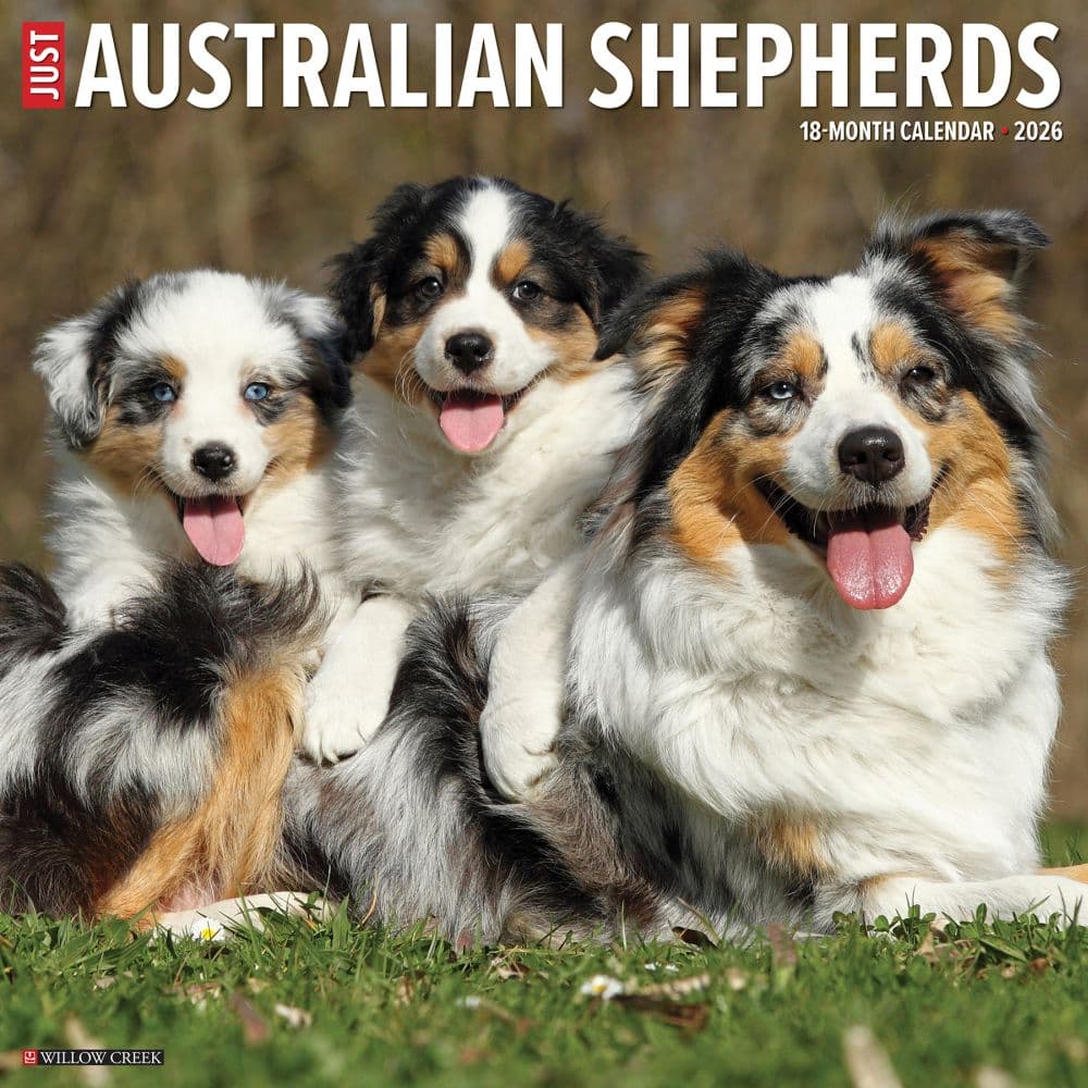 Australian Shepherds Just 2026 Wall Calendar Main Image