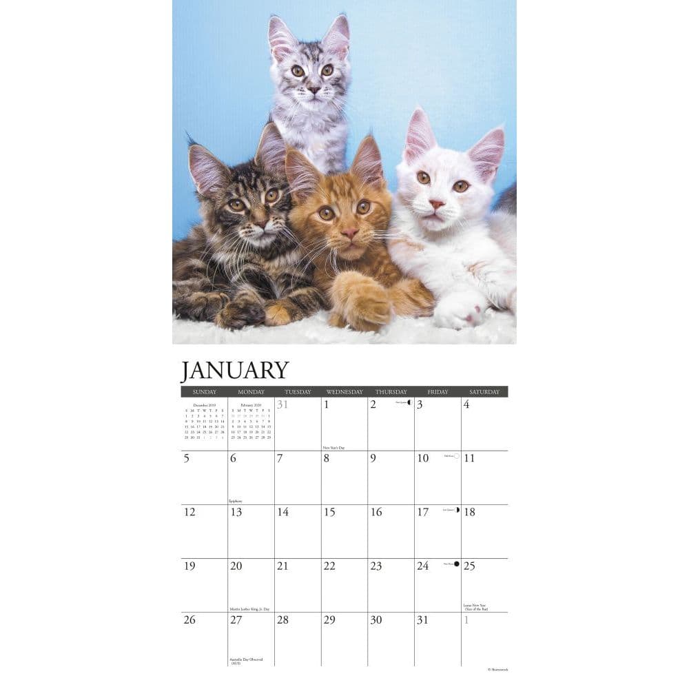 Cfa maine coon colors picture