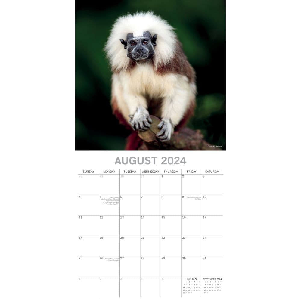 Monkey Business 2024 Wall Calendar Third Alternate Image width=&quot;1000&quot; height=&quot;1000&quot;