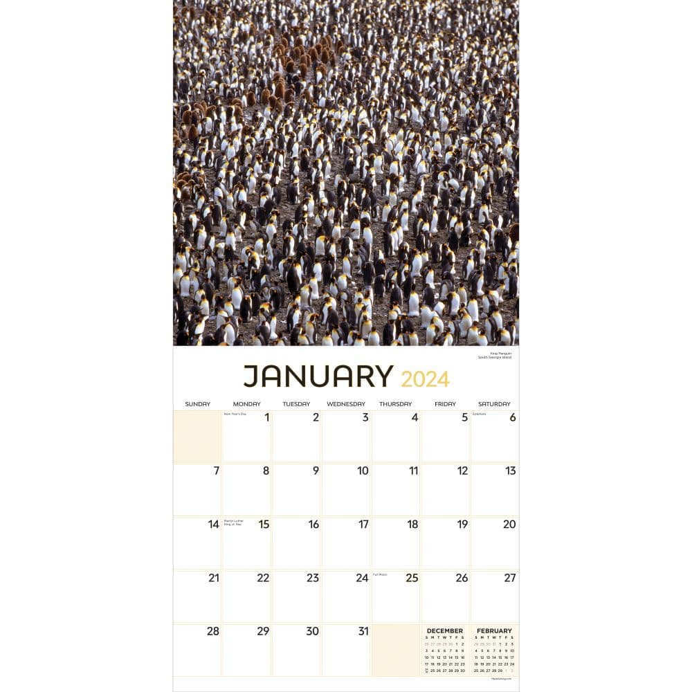 Animals In Motion 2024 Wall Calendar Second Alternate Image width="1000" height="1000"
