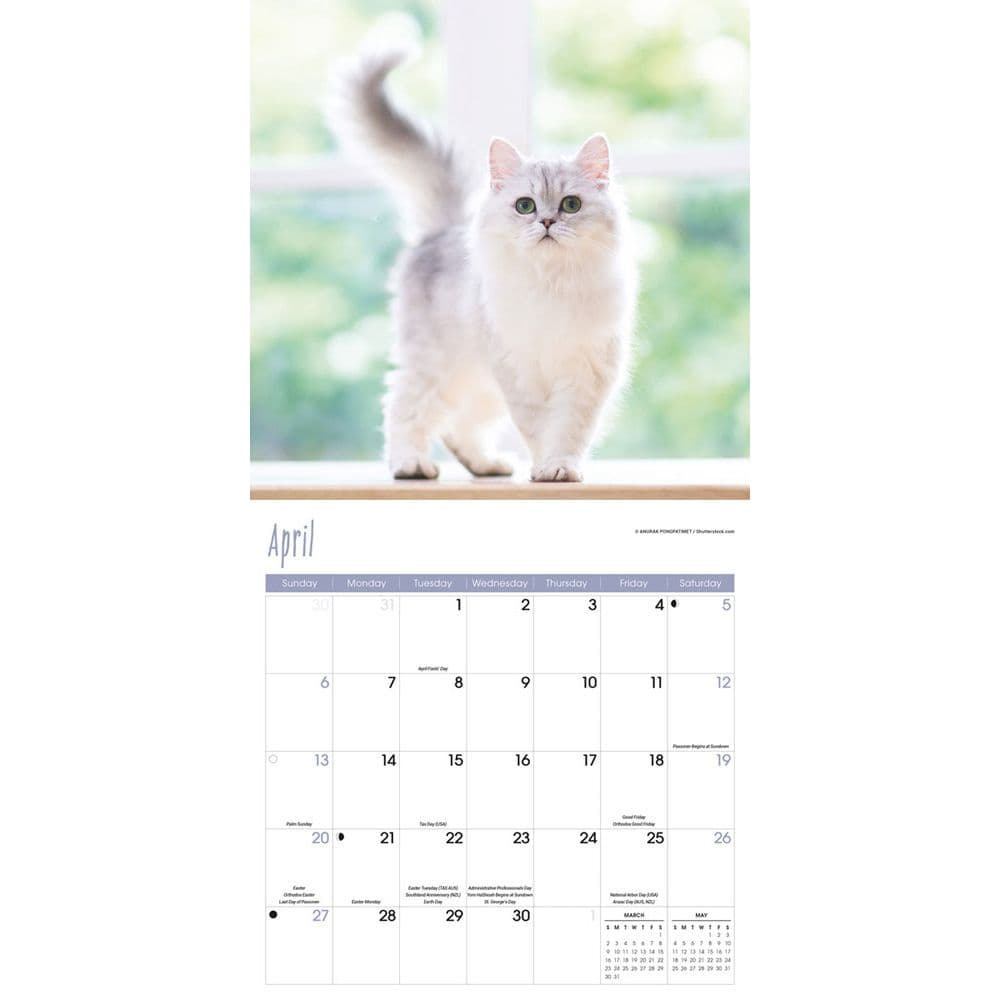 Cats 2025 Wall Calendar Second Alternate Image width=&quot;1000&quot; height=&quot;1000&quot;