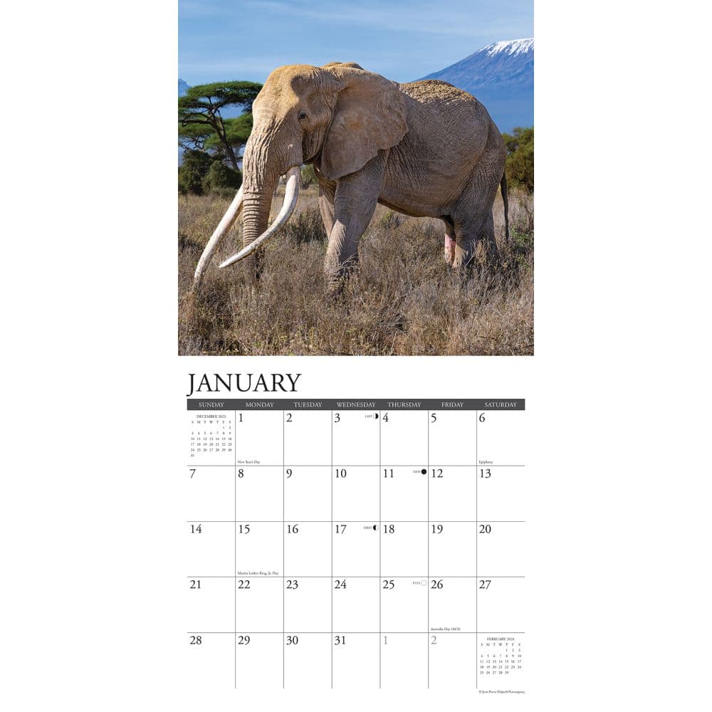 Elephants 2024 Wall Calendar Calendars Com   B0a41565 7797 46ac 9524 93e355be6715