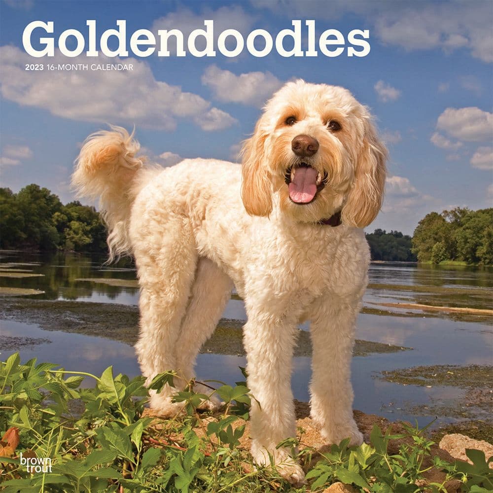 BrownTrout Goldendoodles 2023 Square Wall Calendar