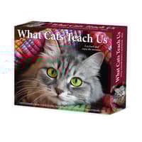 image Cats What Cats Teach Us 2026 Desk Calendar Main Image