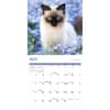 image Siamese Cats 2026 Wall Calendar Second Alternate Image