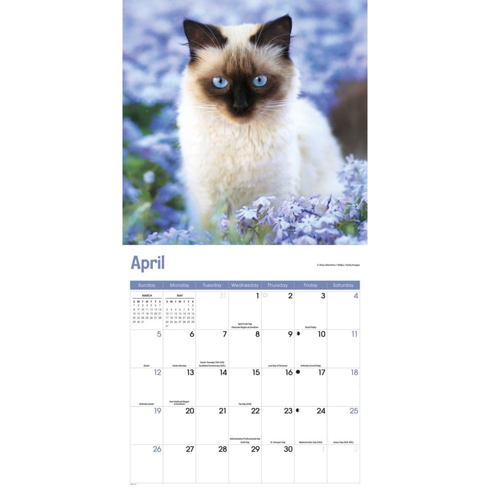 Siamese Cats 2026 Wall Calendar Second Alternate Image