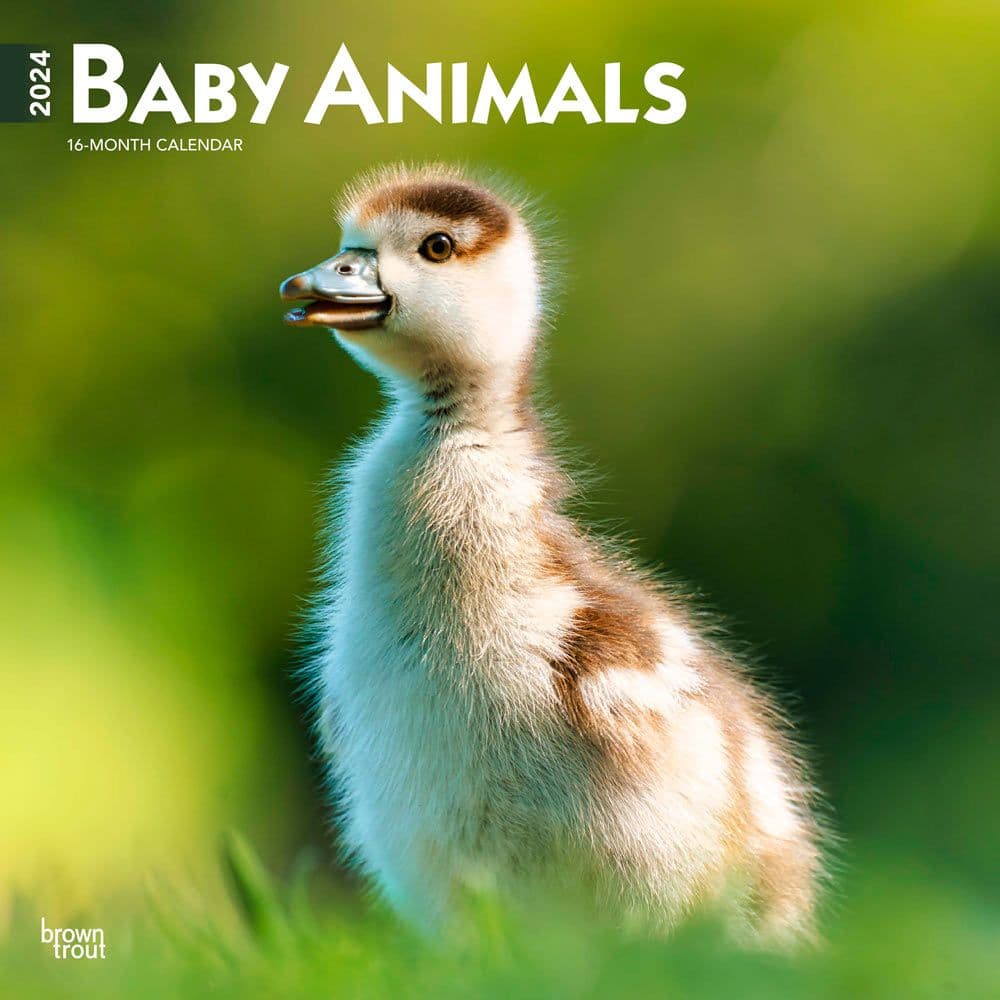 Baby Animals 2024 Wall Calendar Main Product Image width=&quot;1000&quot; height=&quot;1000&quot;