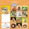 image Hamsters 2025 Wall Calendar First Alternate Image width=&quot;1000&quot; height=&quot;1000&quot;