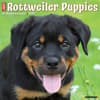 image Just Rottweiler Puppies 2025 Wall Calendar Main Image