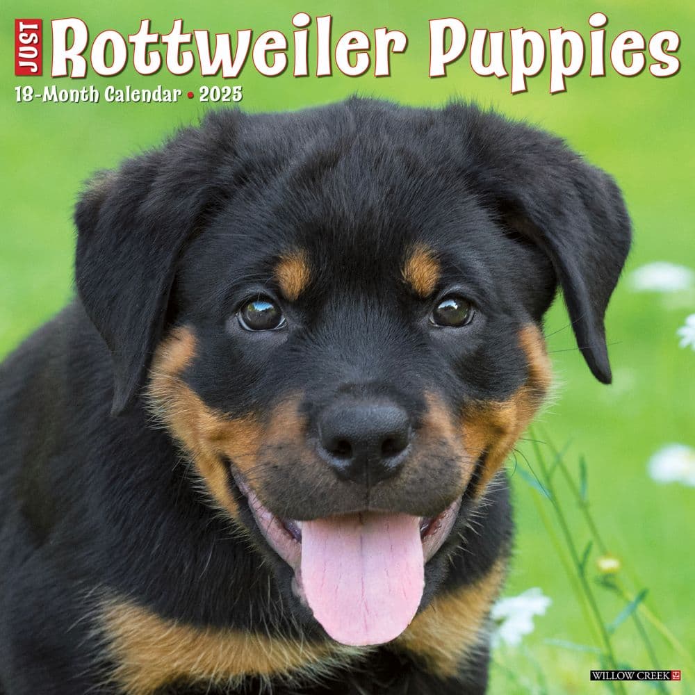 Just Rottweiler Puppies 2025 Wall Calendar Main Image