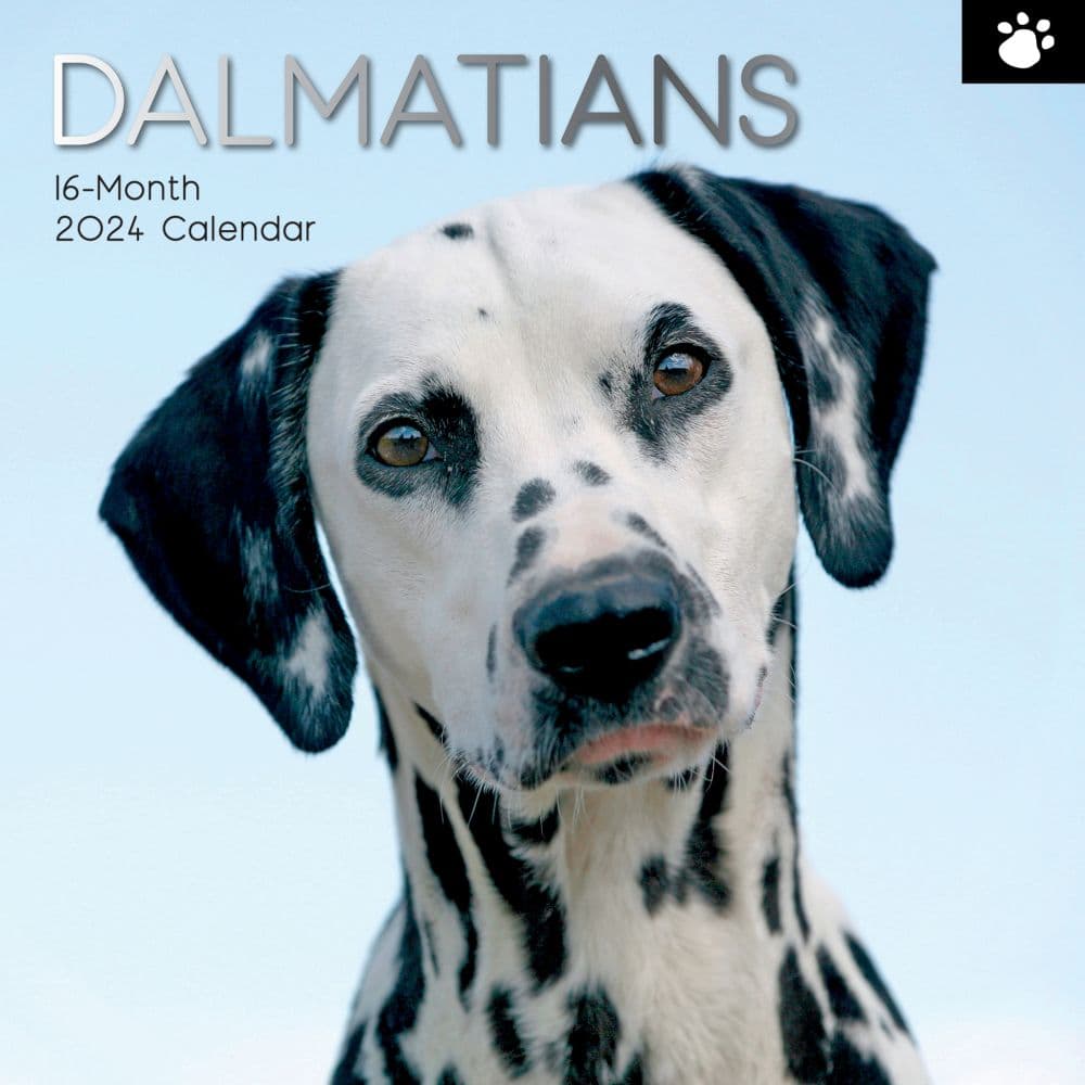 Dalmatians 2024 Wall Calendar