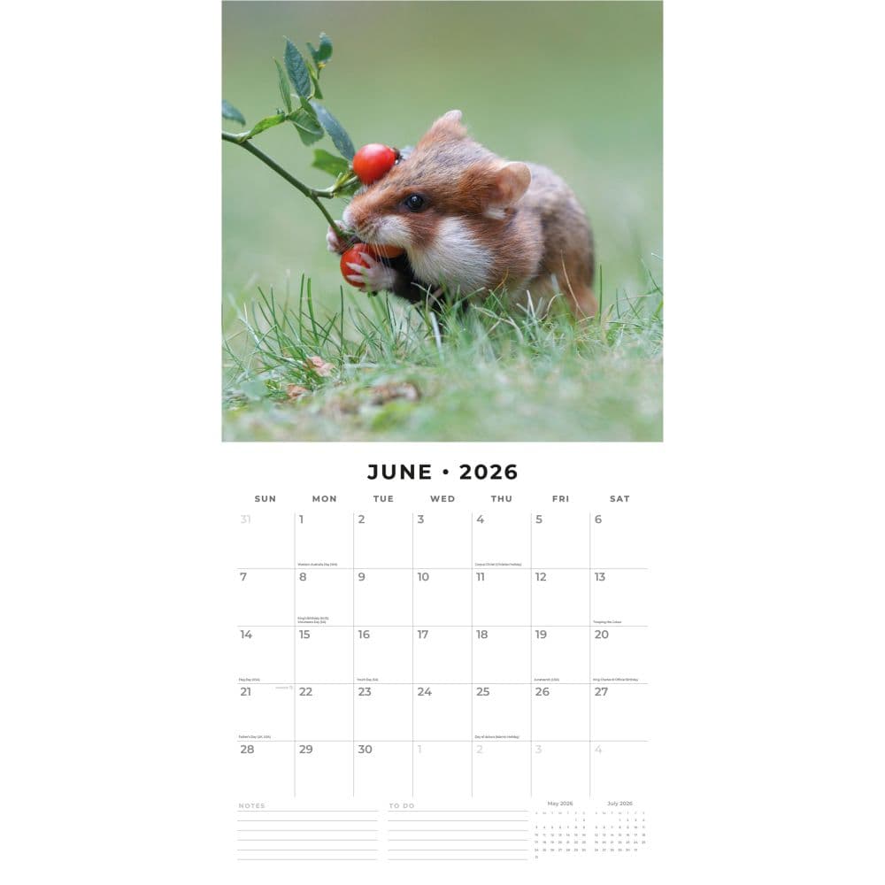 Hamsters 2026 Wall Calendar Second Alternate Image