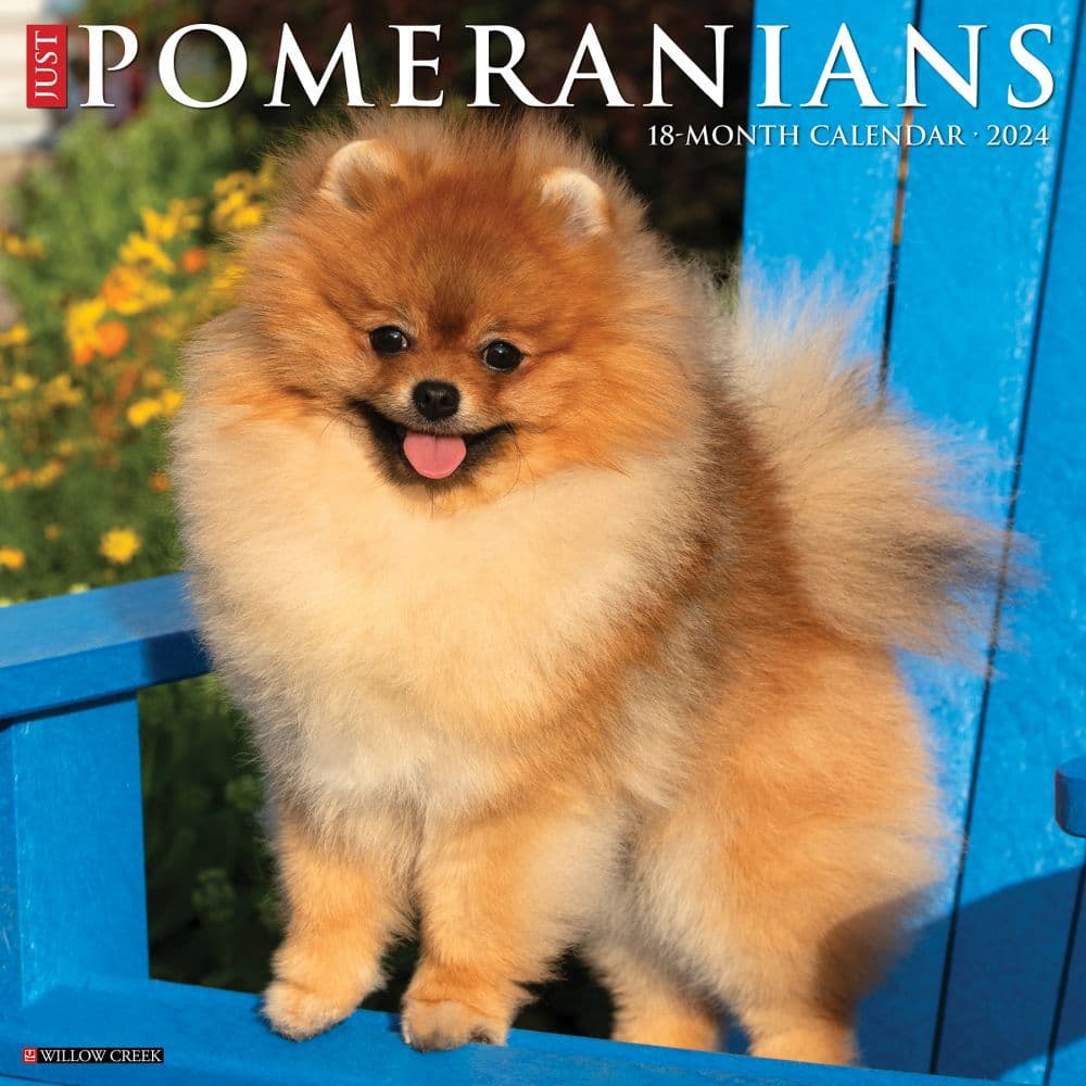 Just Pomeranians 2024 Wall Calendar