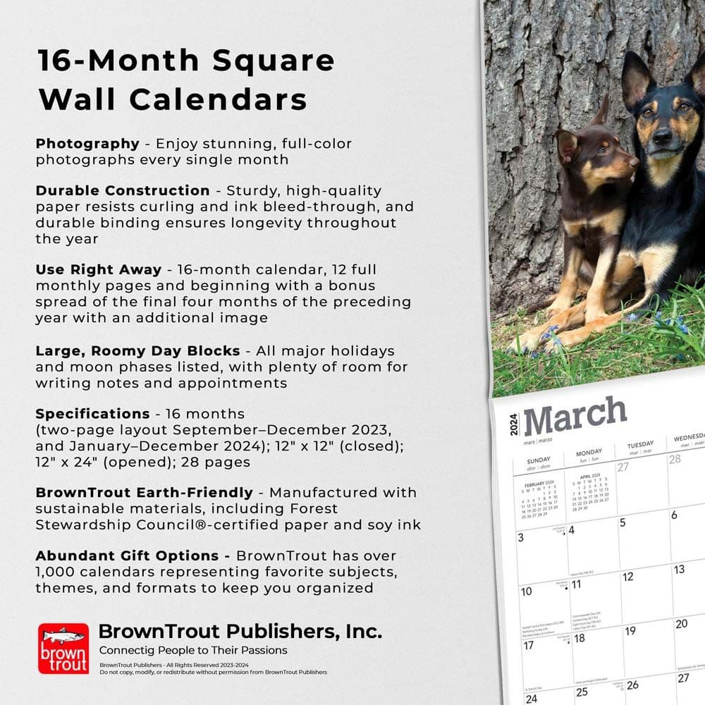 Australian Kelpies 2024 Wall Calendar