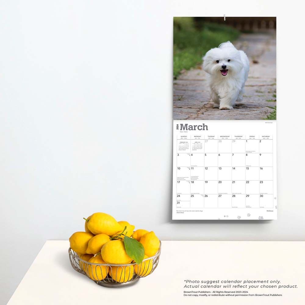 Maltese 2024 Wall Calendar