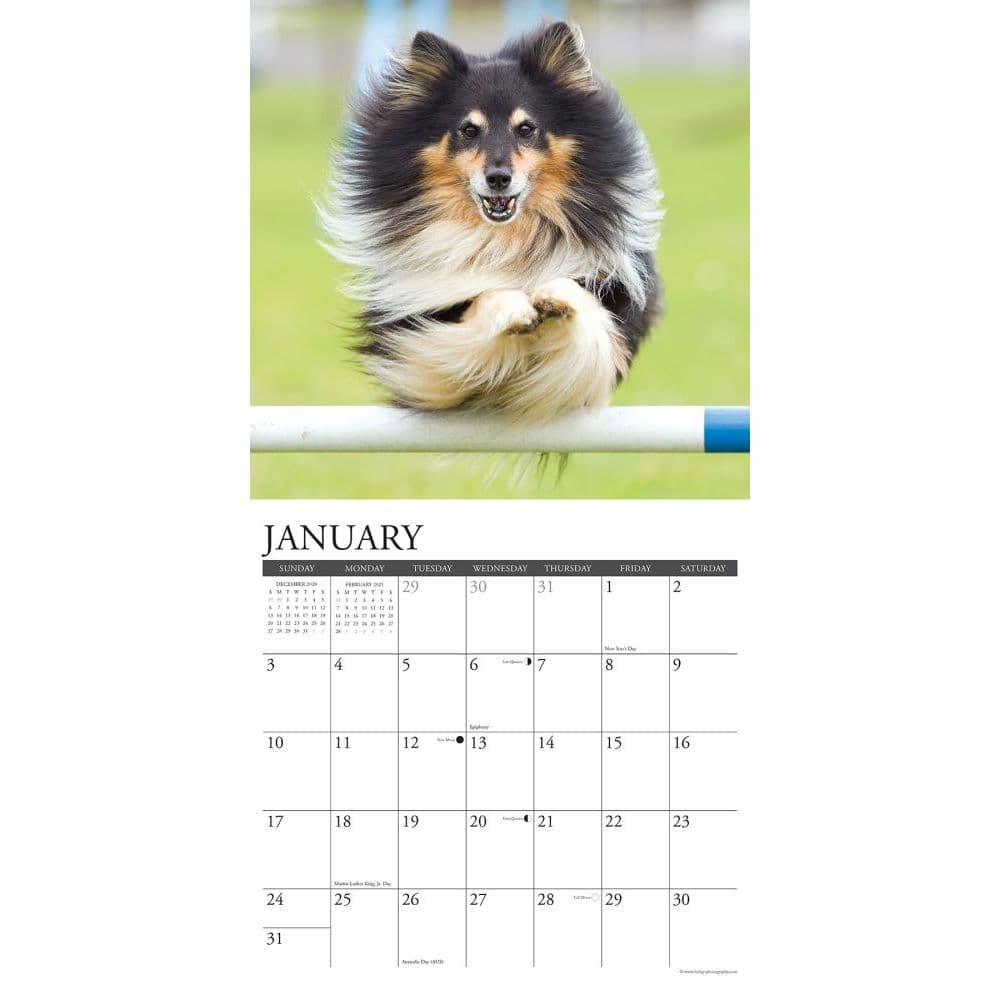 Just Shelties Wall Calendar