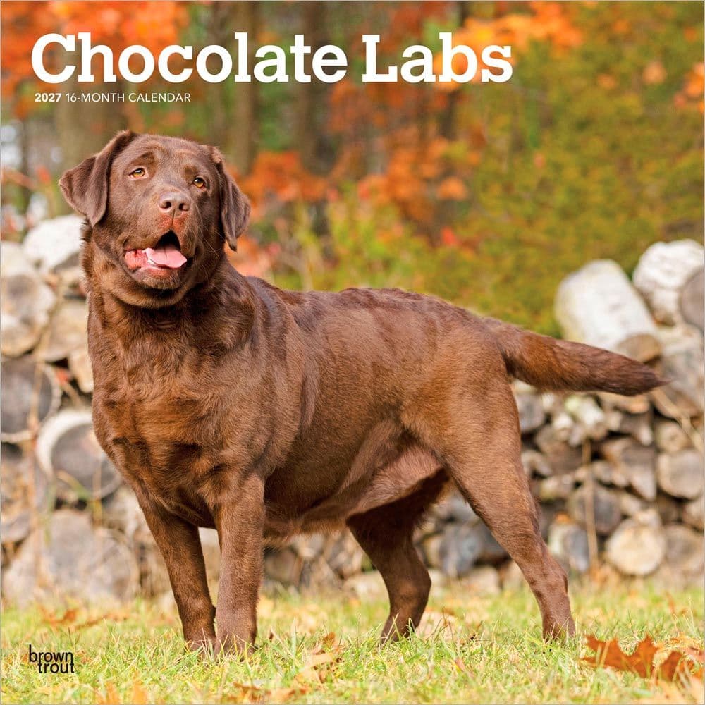 Chocolate Lab Retriever 2027 Wall Calendar Main Product Image