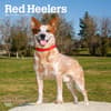 image Red Heelers 2024 Wall Calendar Main Product Image width=&quot;1000&quot; height=&quot;1000&quot;