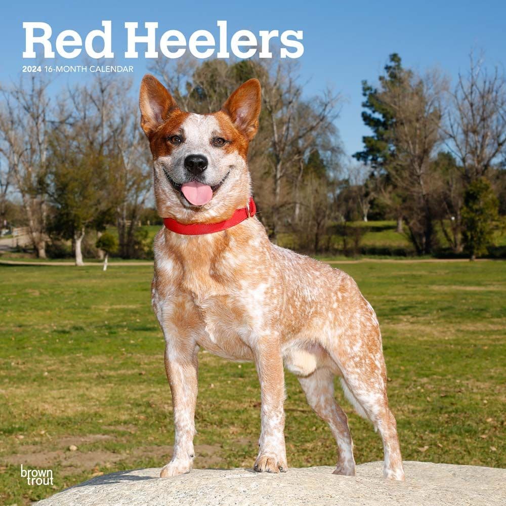Red Heelers 2024 Wall Calendar Main Product Image width=&quot;1000&quot; height=&quot;1000&quot;