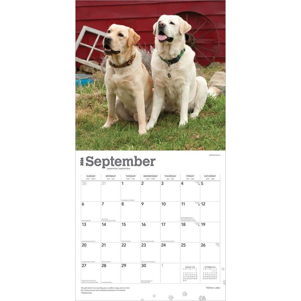 Yellow Lab Retriever 2026 Wall Calendar Third Alternate Image