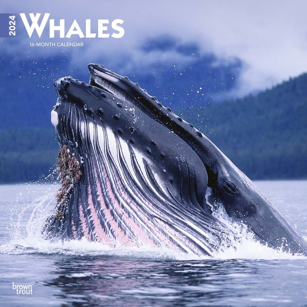 Whales 2024 Wall Calendar