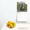 image Staff Bull Terrier Puppies 2025 Wall Calendar