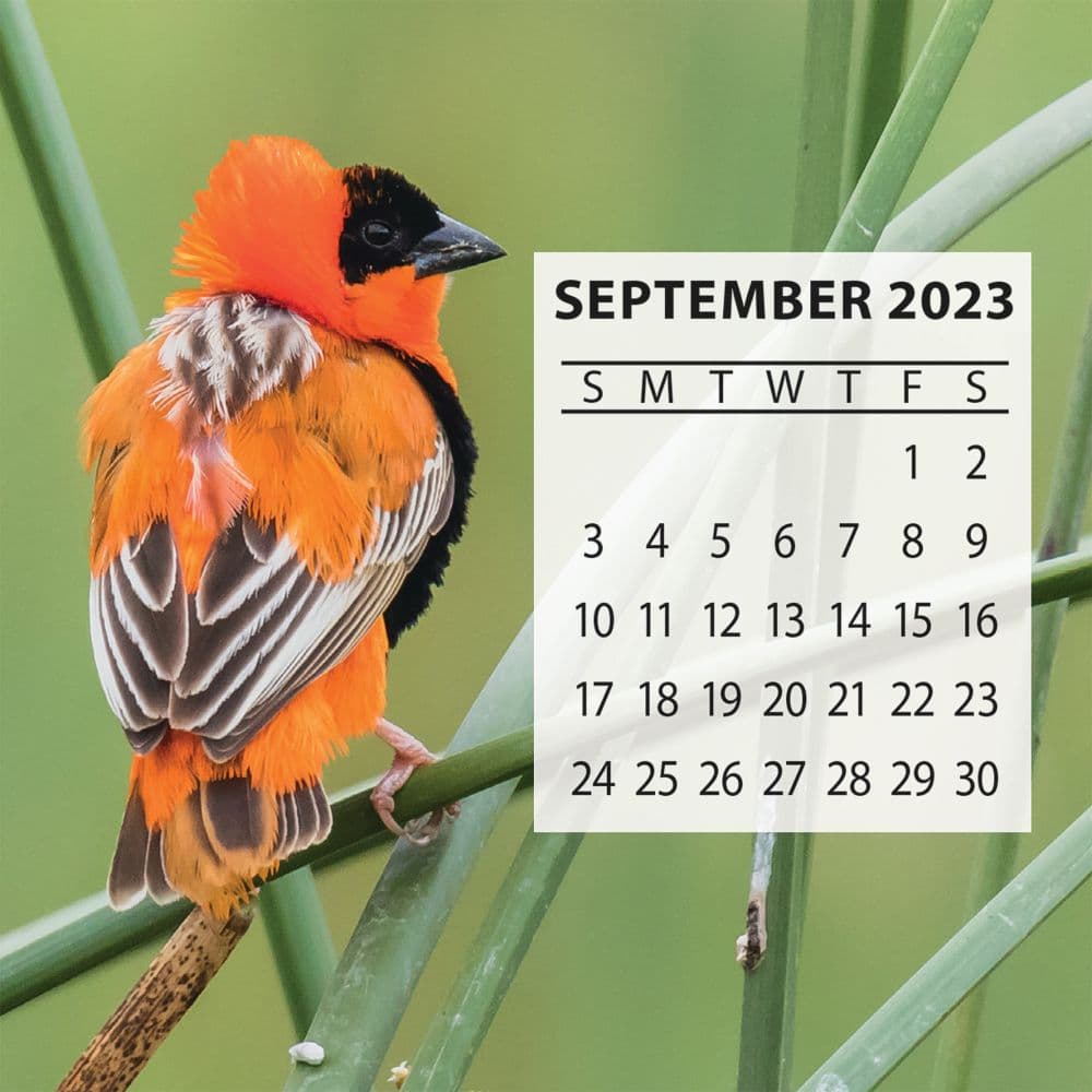 Songbirds 2024 Desk Calendar