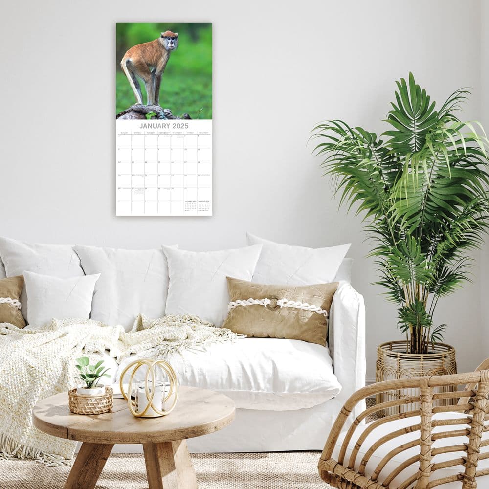 Monkey Business 2025 Wall Calendar