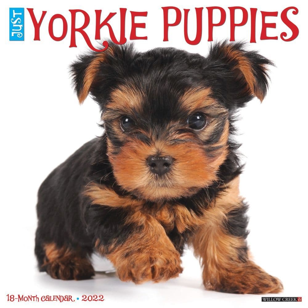 Yorkie Puppies 2022 Wall Calendar
