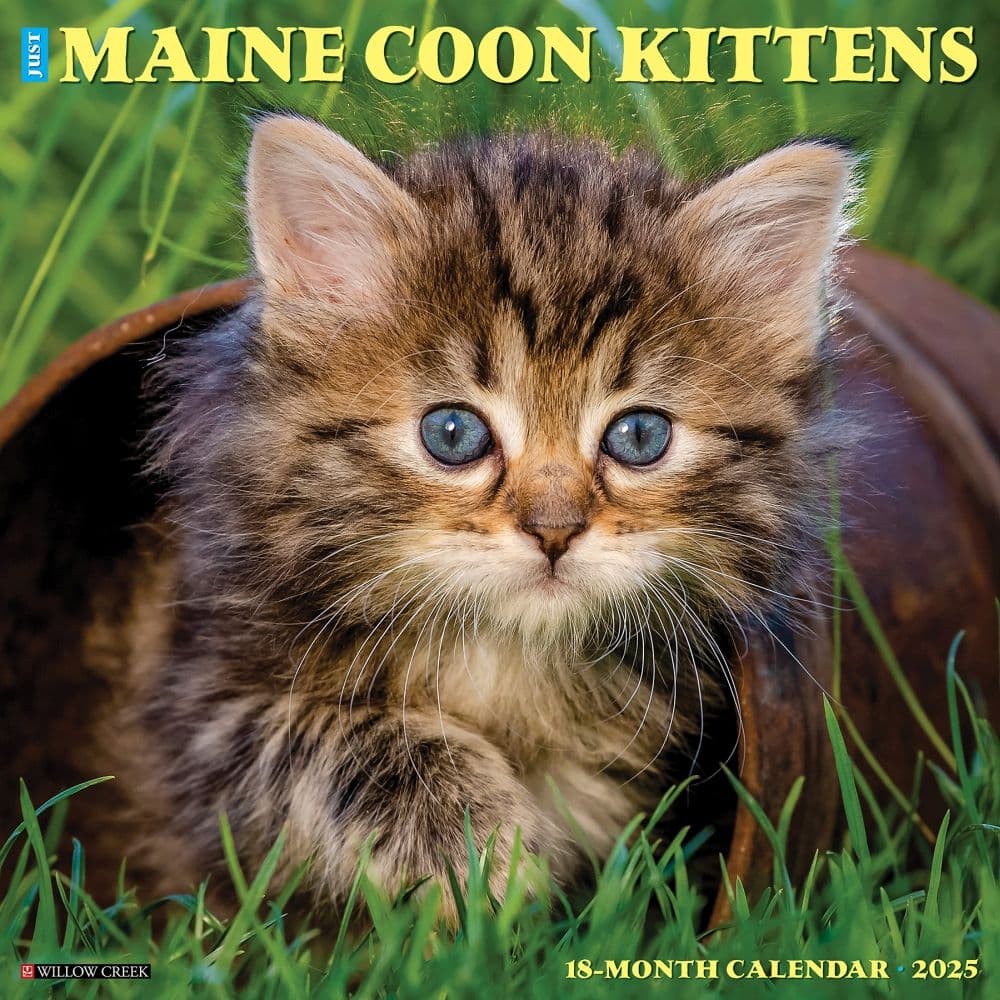 Maine Coon Kittens 2025 Wall Calendar