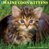 image Maine Coon Kittens 2025 Wall Calendar Main Image