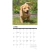 image Just Yellow Lab Puppies 2025 Wall Calendar