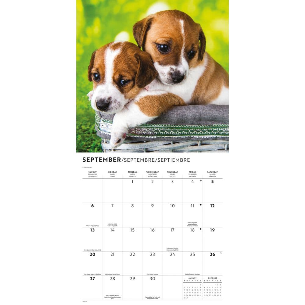 Puppy Pals Plato Special Value 2026 Wall Calendar Fourth Alternate Image