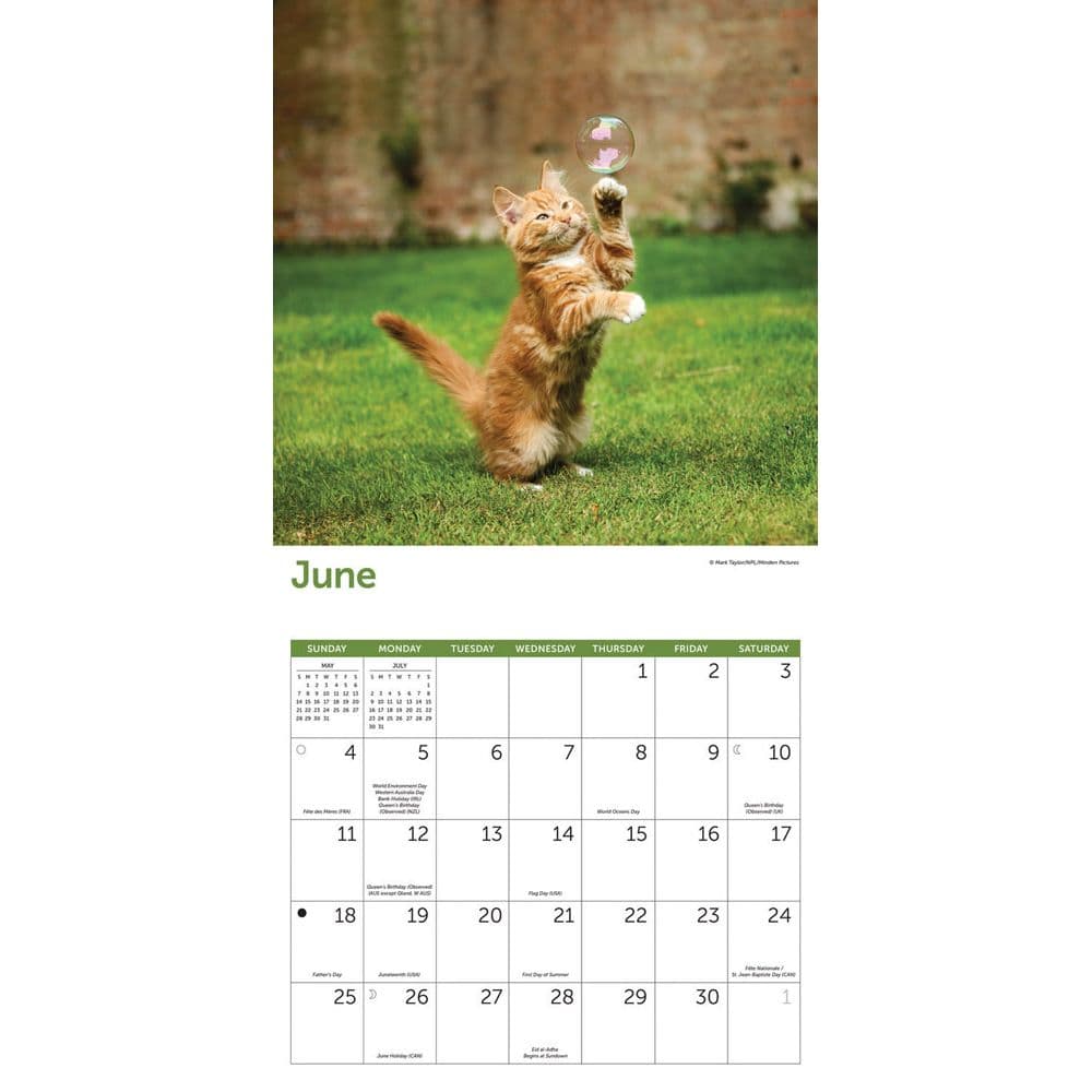 Cats 2023 Wall - Calendars.com