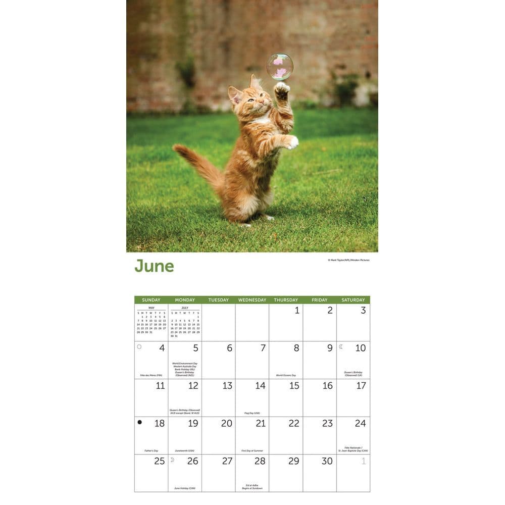 cats 2023 wall calendarscom