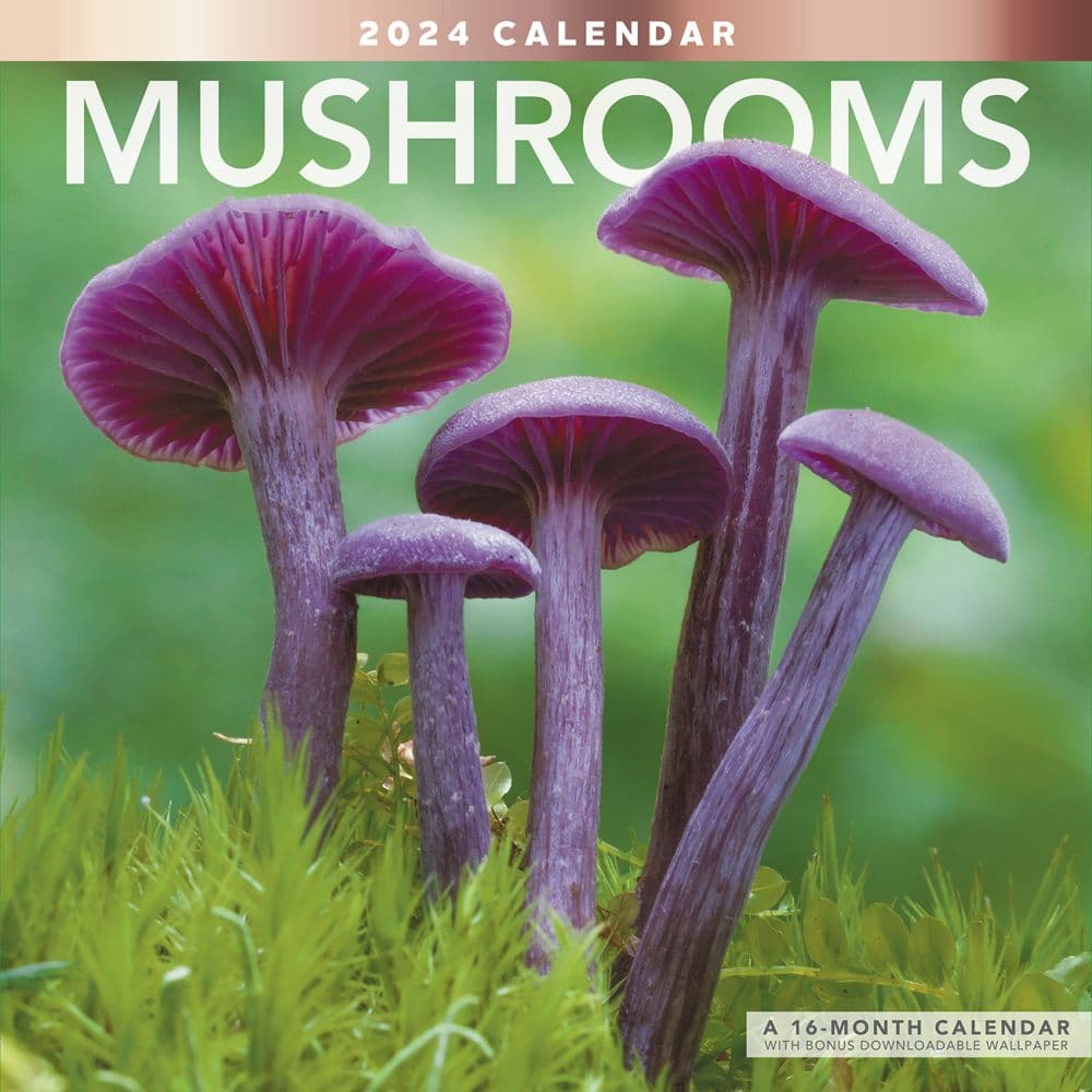 Mushrooms 2024 Wall Calendar