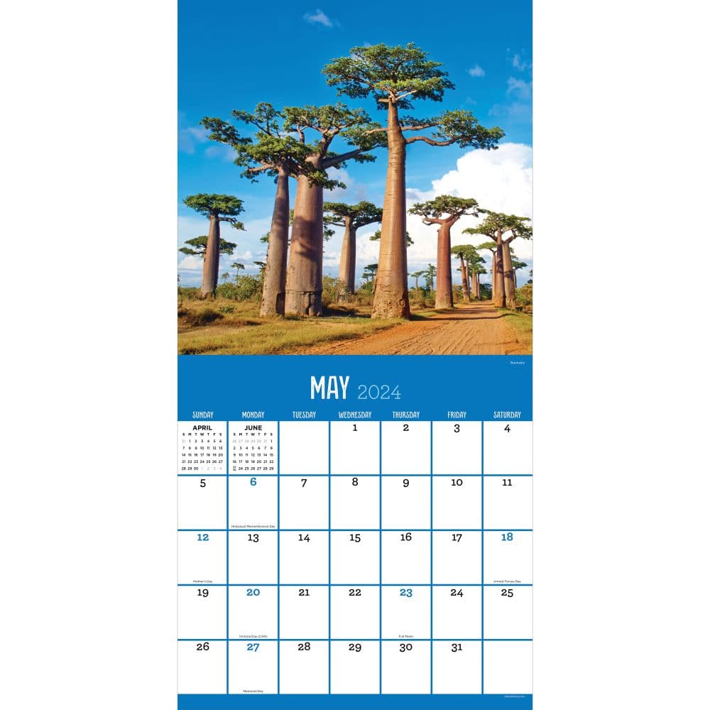 Trees 2024 Wall Calendar Calendars Com   B3019e5c 005d 4b22 A36b 55814d807741