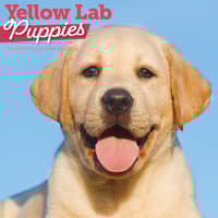image Just Yellow Lab Puppies 2026 Wall Calendar Main Product Image