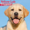 image Just Yellow Lab Puppies 2026 Wall Calendar Main Product Image