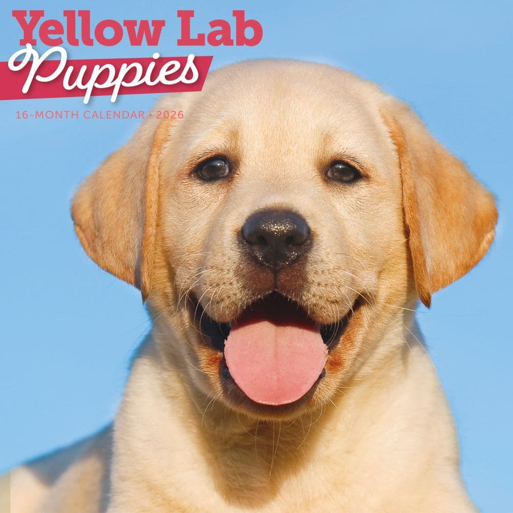 Just Yellow Lab Puppies 2026 Wall Calendar Main Product Image