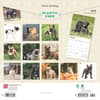 image French Bulldogs 2025 Wall Calendar