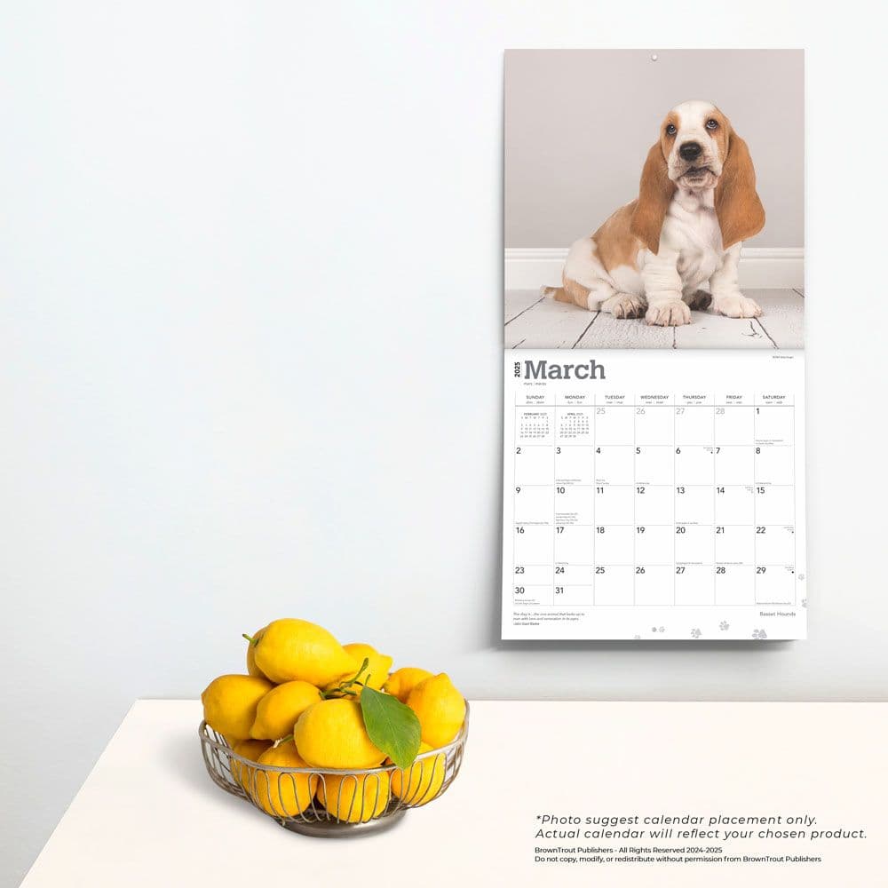 Basset Hounds 2025 Wall Calendar