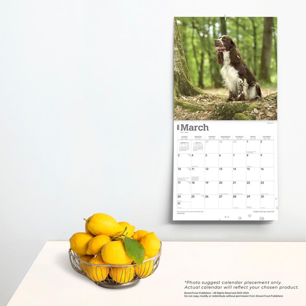 English Springer Spaniels 2024 Wall Calendar