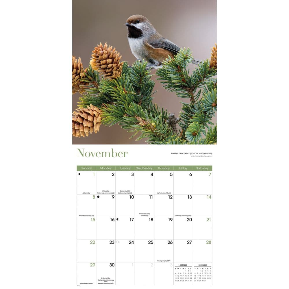 Songbirds Special Value 2026 Wall Calendar Fourth Alternate Image